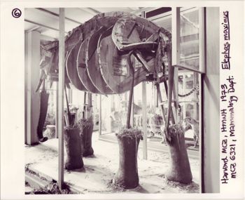 Media type: image;   Mammalogy 6321 Description: Image taken by MCZ Photographic Services during specimen's disassembly.;
